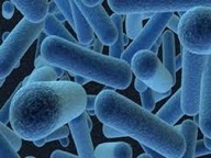 pathogona1